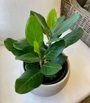 Audrey Ficus Tree - Live Starter Plant in a 2 Inch Pot - Ficus Benghalensis - Stunning Easy Care Interior Houseplant